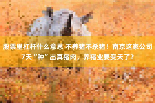 股票里杠杆什么意思 不养猪不杀猪！南京这家公司7天“种”出真猪肉，养猪业要变天了？