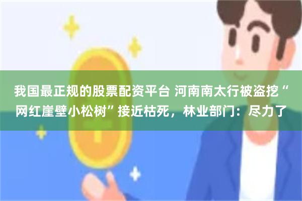 我国最正规的股票配资平台 河南南太行被盗挖“网红崖壁小松树”接近枯死,林业部门:尽力了